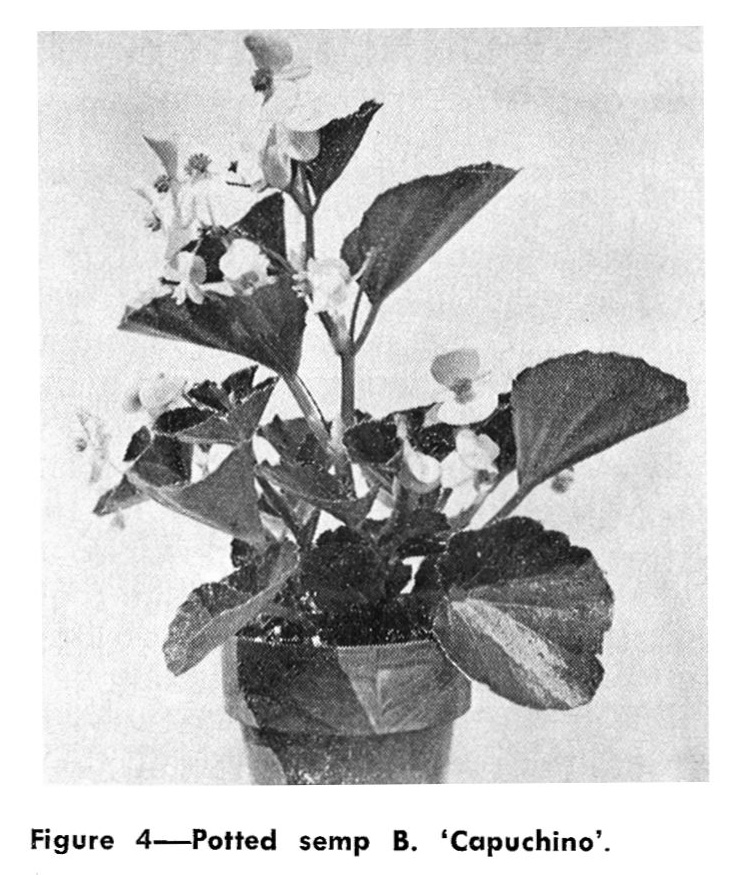 B. ‘Capuchino’